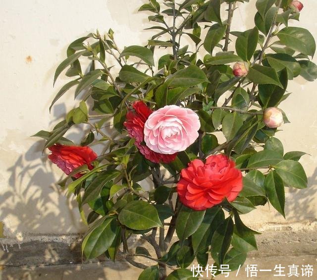  『开花』茶花掉叶怎么办3个“方法”，叶片浓绿，花蕾更多，开花满枝