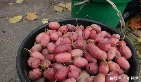 这果树我国独有，国内60一斤，国外价格更高，却少有人吃过