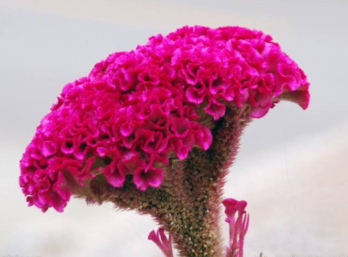  「堪称」这几款花，堪称花界“劳模”，家养一盆千朵花，花朵雍容华贵，美