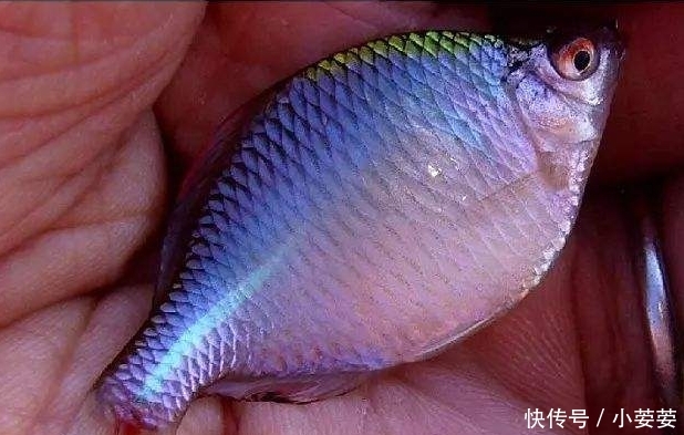  「白条鱼」乡下小河沟这几种野生小鱼，个头小味道鲜，小时候天天捉！