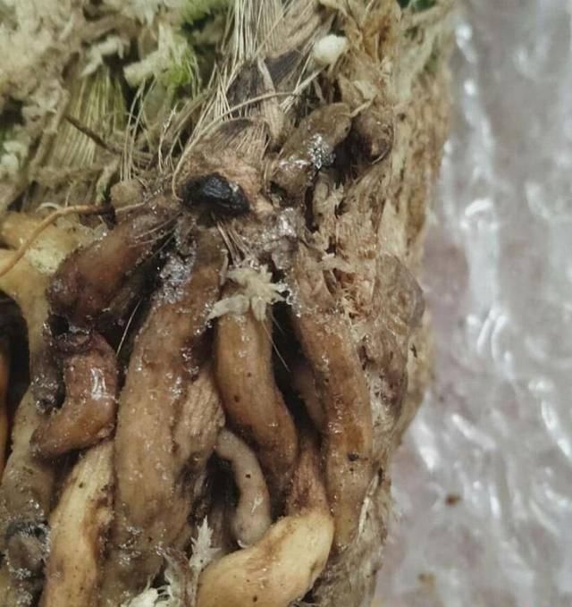  「根系和」兰花的叶子和根都结冰了，还能成活吗？