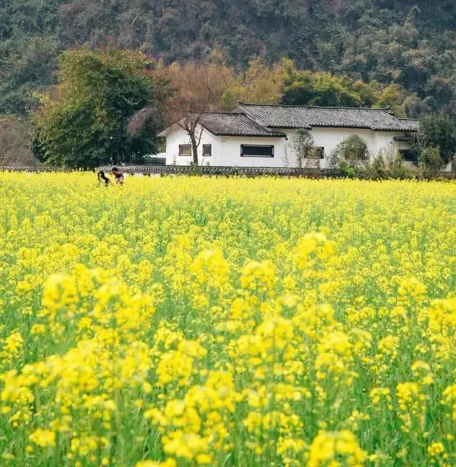 中国最美的油菜花海,油菜花逐渐“染黄”了神州大地
