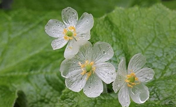  『植物』有时候，花朵也在模仿动物，模仿人类，多有趣啊
