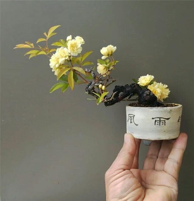  开花■掌上开花，真好看！