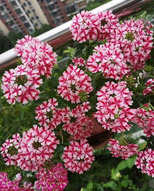  #开如#此款菊花，花开如“盘龙骄子”，堪称“珍稀名菊”，美艳飘舞！