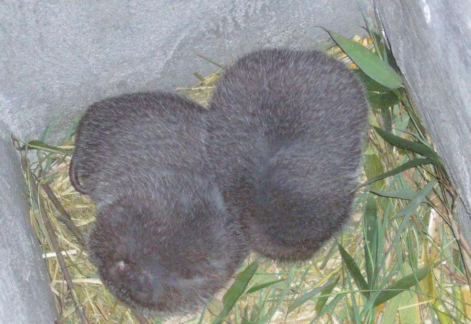  #全身#因爱吃竹子而得名，全身都是宝，胡须价值最高4万元一公斤