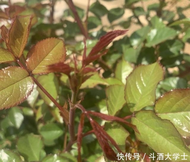 『蚜虫』月季花遭殃了,被蚜虫大军包围,“小白药”伺候上,统统杀光光