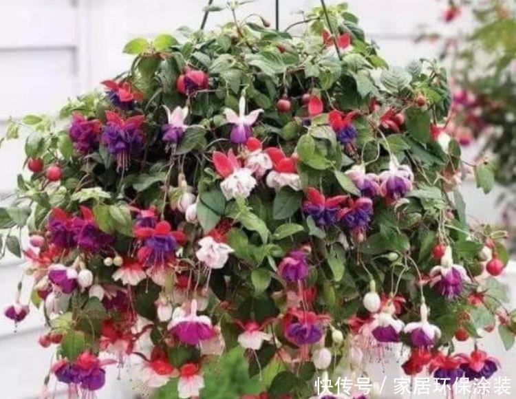 养花|喜欢在阳台上养花,就养开花美讨人喜,好养活爱爆盆的花