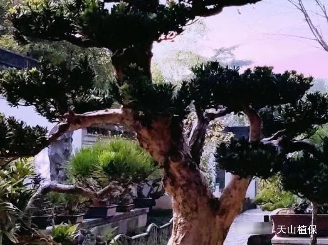  「家门口」家门口栽几棵树，镇宅又旺财，寓意还好，秋天还能结果子