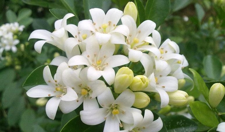  【晚上】夜来香什么时候开花？为什么夜来香到晚上才飘香？