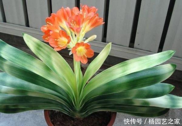 家里■这3种绿植家里没有亏大了,摆在客厅能镇宅,尤其是最后一种!
