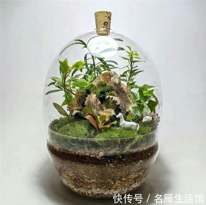  『潮湿』山上挖点苔藓，找个玻璃瓶种进去，造出微景观，比买的花还漂亮