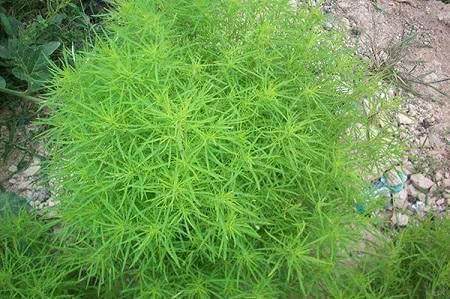 农村有种“扫帚菜”，常被用来做扫帚，殊不知它的药用价值更珍贵