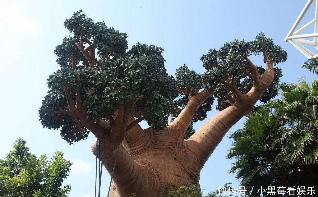 第一个见到太阳的国家：不仅有全球最强壮的男人，还有结面包的树