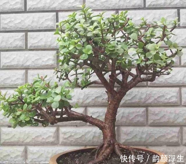  【枝条】路边挖一棵马齿苋，养成老桩做盆景，开花一层层，真值钱了
