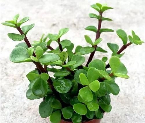  「鸿运当头」植物也有“美名”，“4种”花卉名字好寓意，养家中一点不亏