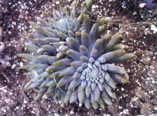  「值钱」山坡上，有2种多肉植物像“杂草”，挖2棵种在花盆里，变值钱！