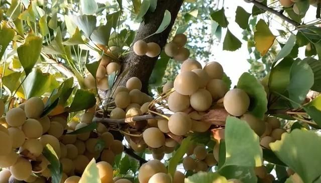  「家门口」门前栽树有门道？这5种树能“镇宅”，这3种不能栽，