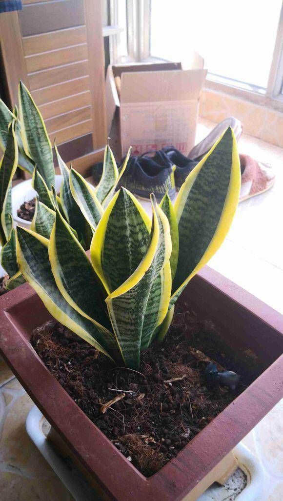 生长有很大■这四种常见绿植爱“喝油”，每隔七天喂一勺，叶子油绿开花旺盛