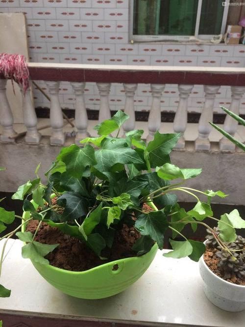 #新居#装修新居有甲醛?摆放几盆绿植,来个“花”样杀毒!安全住新房