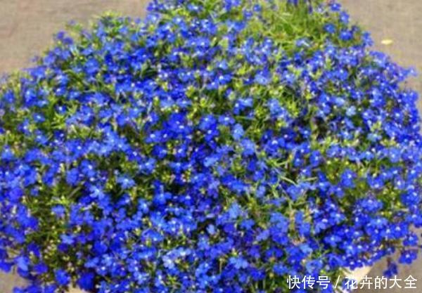  [小孩]养什么花好？阳台养这4种花，花开繁盛惹人爱，大人小孩都能养好