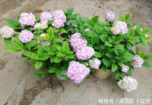 「不停」养绣球,选择“无尽夏”,花瓣直径18公分,晒足太阳花开不停