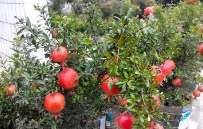  漂亮|4种水果种家里，再也不用买，随吃随摘，好养好吃又漂亮！