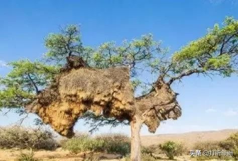 百年鸟巢惊现非洲，重达1吨，竟是悬挂于树上