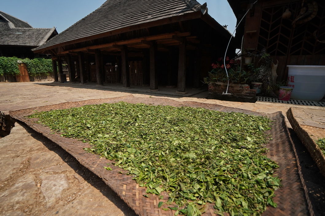 云南一株低调古柏，中国可排前三却少人知道，村民说有茶就足够了