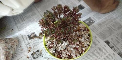 『盆栽植物』我用这方法扦插繁殖了几十盆的植物,薄荷、吊兰轻松培育