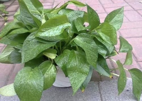  「植株的叶片」养1个月绿萝，叶片发黄、脱落，离不开“3个原因”，教你解决！