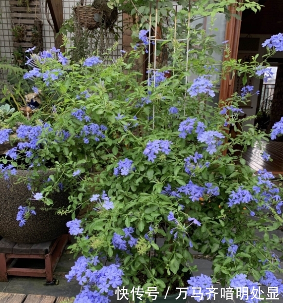 【茉莉花】8种“喜阳”花,夏天晒不死,一口气开大半年!