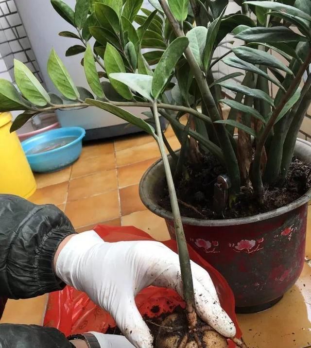  「浇错」5种花就怕乱浇水,浇错了不是黄叶就是烂根,更别指望开花了!