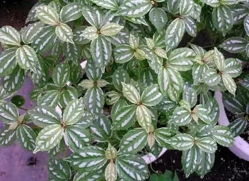  「充足」六种不怕水多的植物，频繁浇水也能长满一盆的绿植