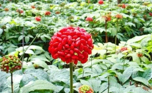  【价格】每卖一亩亏10000元，三七价格突然全面跳水，咋回事?