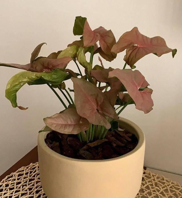  阳光■5种皮实花真耐养，家里通风差，没阳光都不怕