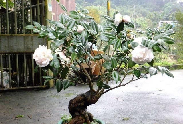  「生机」茶花秃成光杆、花蕾发黄？做好这几点，让它重返生机！