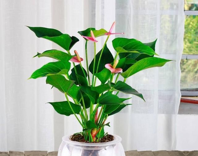  发焦■花儿的叶子发焦怎么办？