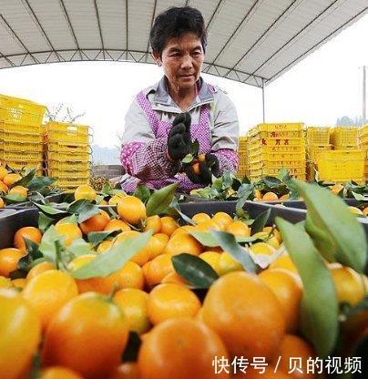  「南方」14万吨的产量不愁卖，北方人都爱吃，农民却后悔种植的