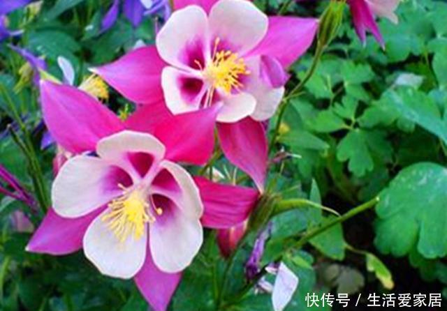 『盆栽』盆栽耧斗菜不开花,主要有5个原因,最好不要春播,这点很重要