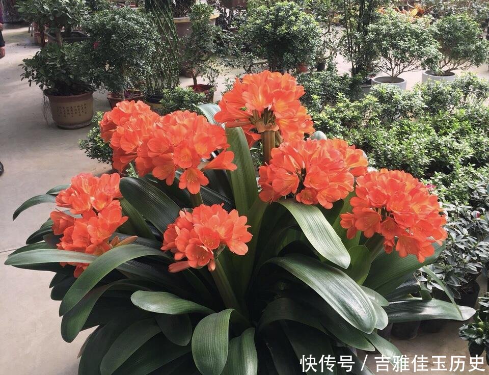 『养花』户外挖“2种土”养花,君子兰长得像“大白菜”,茉莉花“爆盆”