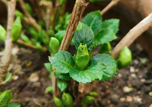  「影响」绣球花脚芽比花苞还多会影响开花吗？高兴还来及，开花爆盆稳了