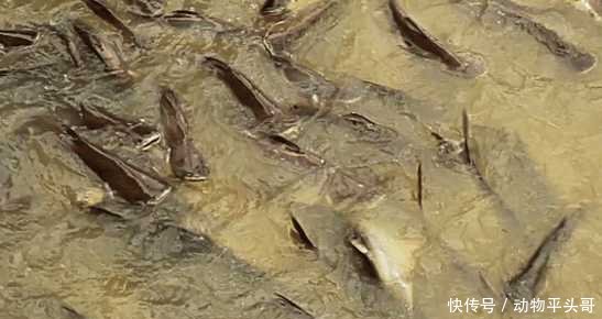 小镇被泛滥物种入侵, 无奈的居民只能用吃来控制泛滥