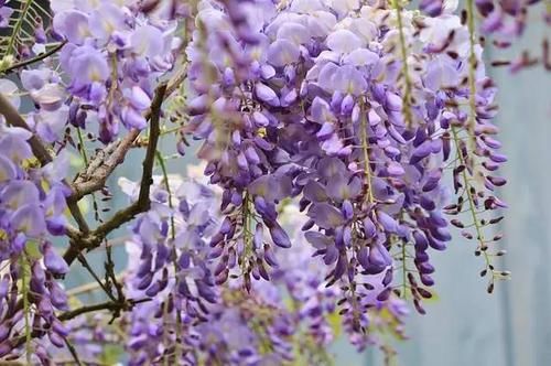  【毒性】13种最常见的有毒花儿，花友们都应当知道