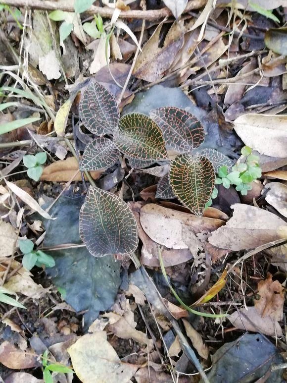 1种野草被称为“软黄金”，农村树下就有，见到了别踩，很珍贵！