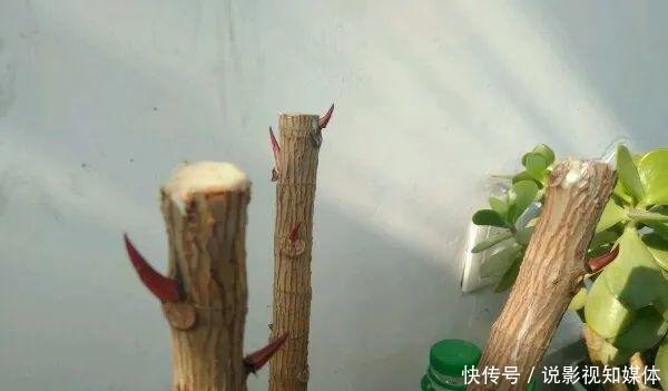 『难看』橡皮树窜到三米八,东倒西歪太难看,咔咔砍一刀,枝繁叶茂变老桩