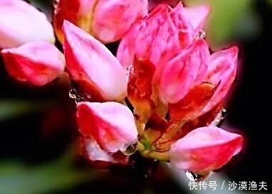  绚丽多彩■猴头杜鹃花～枝繁叶茂，绚丽多彩