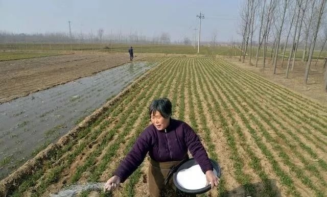  偏早|2020年立春偏早，小麦长势偏迟，早春该如何管理才能高产？