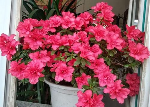 「西洋」花店买杜鹃,大多是“西洋鹃”,做好4点,能开一年