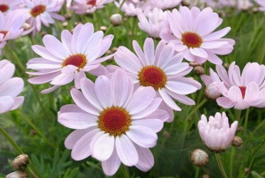 放在|试养这五款菊花,一到夏天就爆,放在阳台晒太阳,爆成花海全靠晒